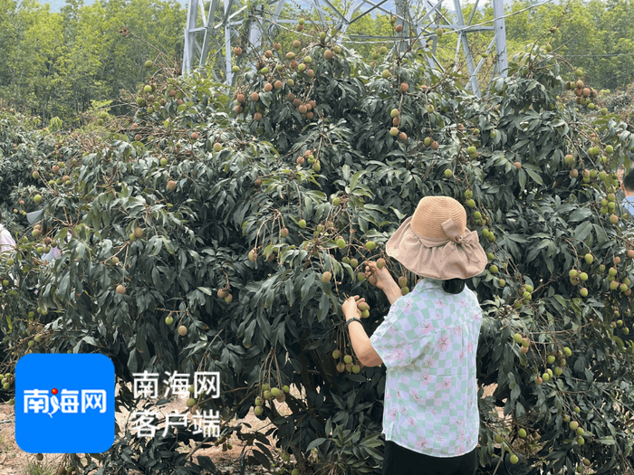 乐东“桂花香”荔枝。记者 张宏波 摄