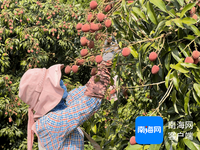 乐东“桂花香”荔枝。记者 张宏波 摄