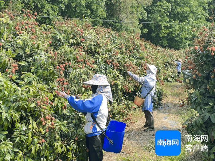 工人在采摘乐东“桂花香”荔枝。记者 张宏波 摄