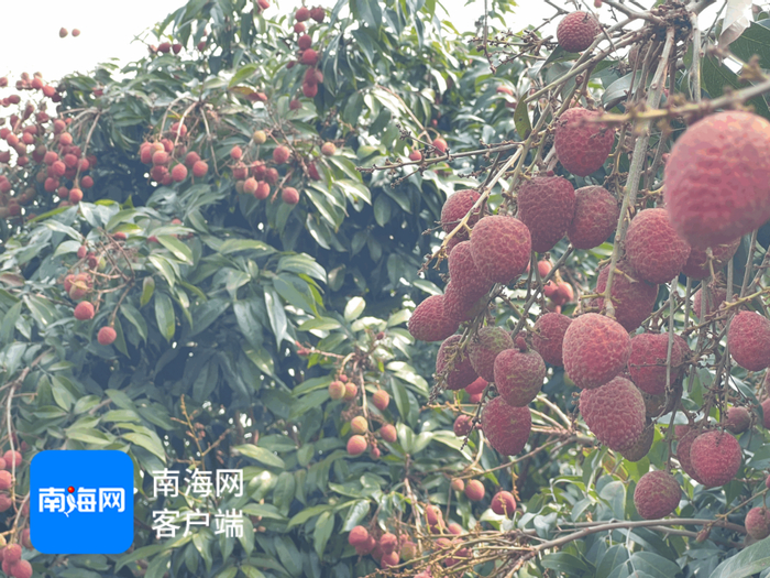 成熟的乐东“桂花香”荔枝。记者 张宏波 摄