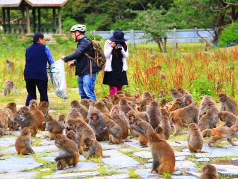 游客与猕猴和谐相处 供图 工布江达县委宣传部
