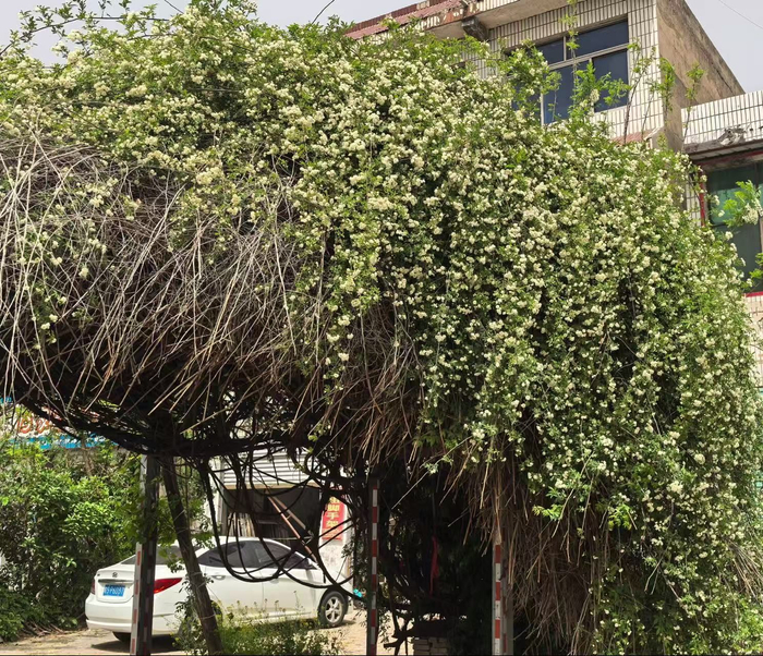 木香树重焕生机。