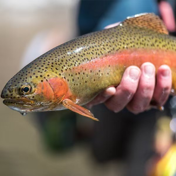 绵阳平武县土城乡，技术人员正在观察虹鳟的长势。  受访者供图