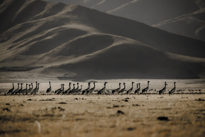 黑颈鹤。若尔盖县委宣传部供图