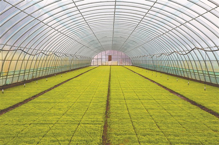     超级育秧大棚。王彭岩摄