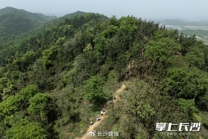 市民游客在象鼻窝森林公园内爬山。 均为长沙晚报全媒体记者 郭雨滴 摄