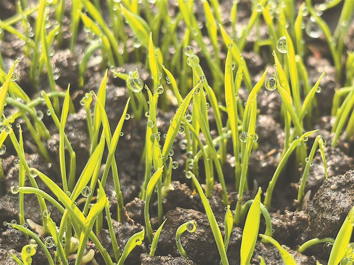     水稻秧苗。王飞飞摄