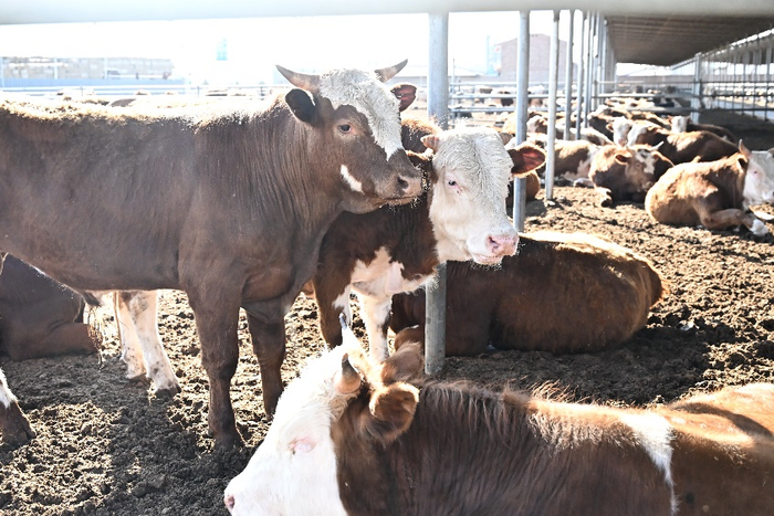 保贤村因为肉牛养殖成为有名的“亿元村”。（拍摄 武六红）