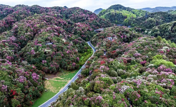 百里杜鹃管理区金坡景区杜鹃花盛开。范晖 摄