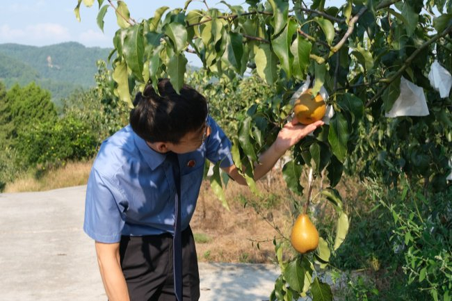 办案检察官实地查看果树生长情况。