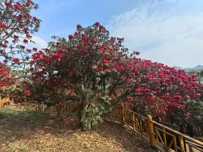 贵州毕节百里杜鹃风景名胜区的“杜鹃花王”。人民日报记者 程焕 摄