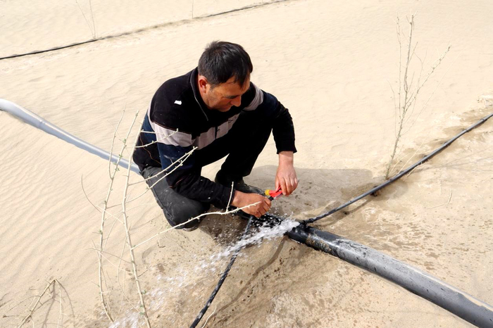 治沙群众在铺设水管。李朝阳摄