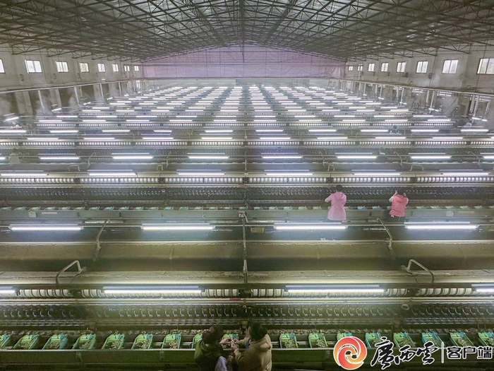 工人运用机器进行缫丝工作（资料图）。