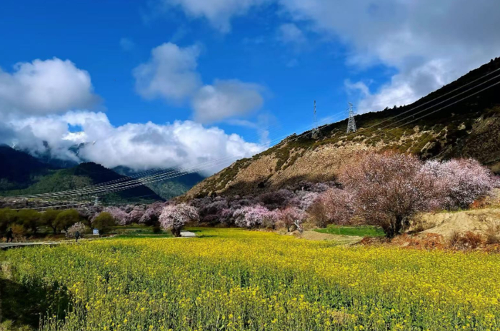 图为林芝市布久乡朵当村的油菜花和桃花。记者 文凤 摄