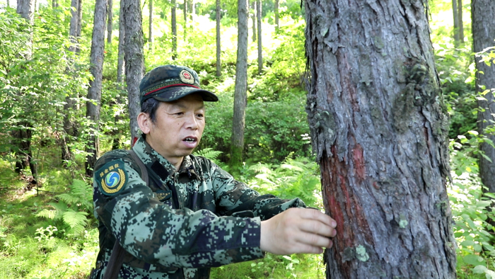 邵纪军查看树木
