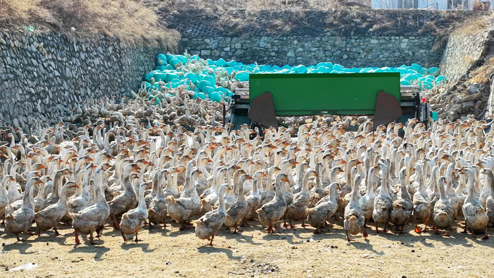 种鹅场里鹅成群