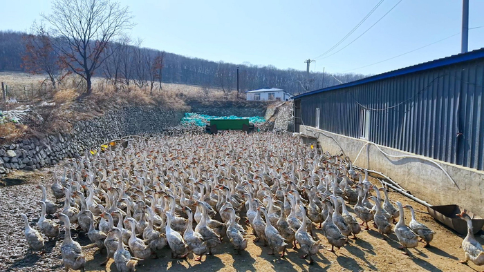 桦南县长彦家庭农场的种鹅场