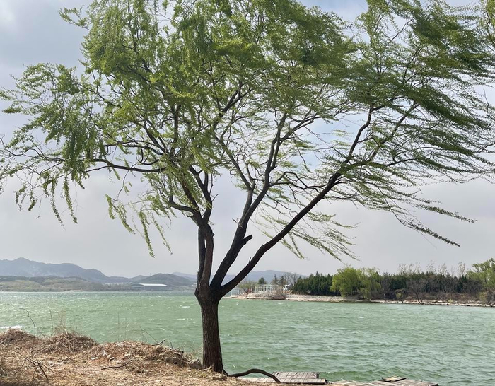 大风天气。孟猛 摄