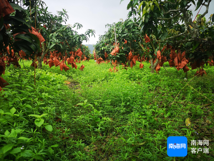 赤田水库二级保护区芒果地种植的矮柱草。记者 利声富 摄