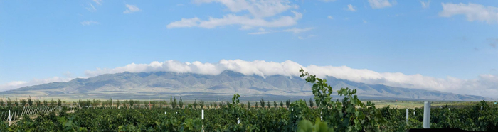 罗山脚下的葡萄园。秦瑞杰 摄