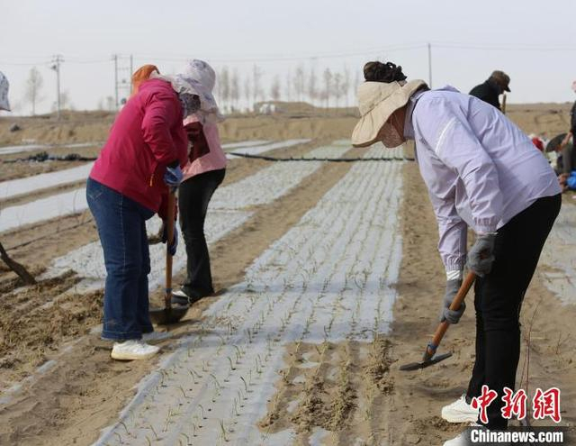 近日，和田地区民丰县沙漠实验田，村民正在为洋葱培土。 陶拴科 摄
