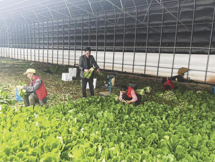 白虎升（左二）和员工在大棚里忙碌。受访者供图