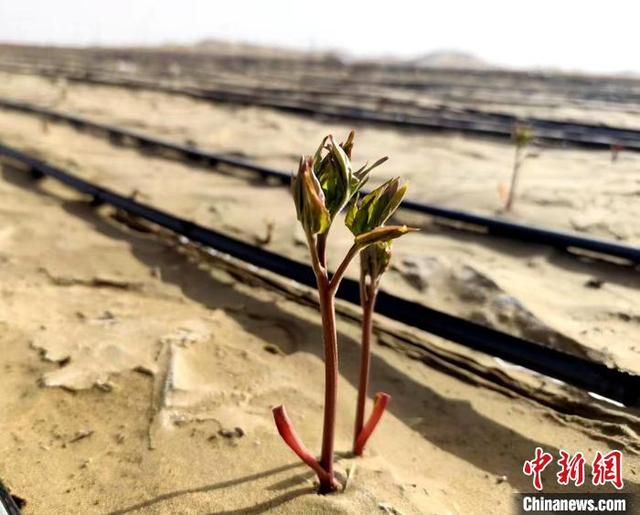 近日，和田地区于田县阿热勒乡七仙女防沙治沙标杆项目区，沙漠玫瑰长势良好。 陶拴科 摄