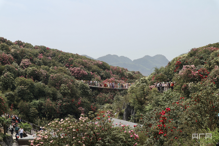 索玛花桥游人如织（央广网发  吴家宝  摄）