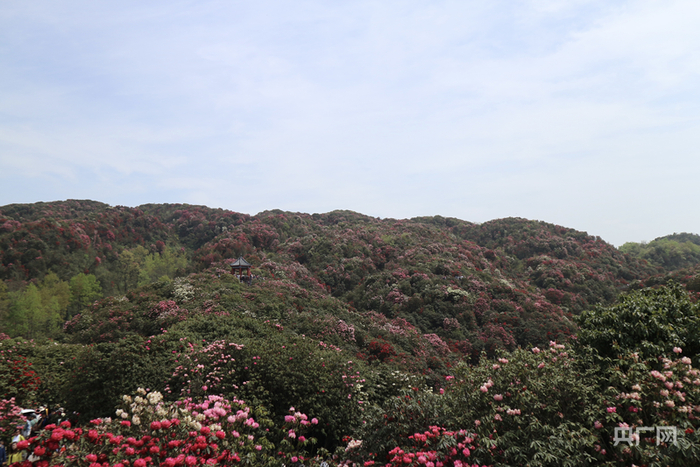 金坡景区杜鹃花次第绽放（央广网发  吴家宝摄）