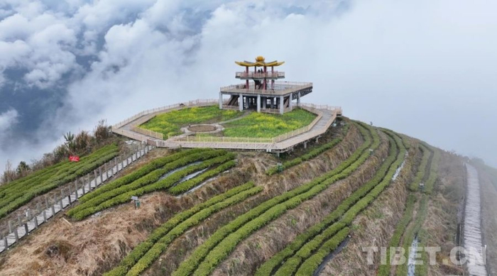 图为位于格林村的缥缈茶园（无人机摄影） 摄影：达次