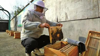 周跃在查看蜂箱与蜂群状态。受访者供图
