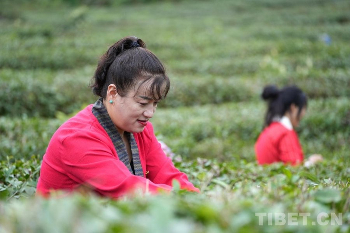 图为罗布央宗在墨脱村茶园采茶（2025年3月摄） 摄影：边子捷