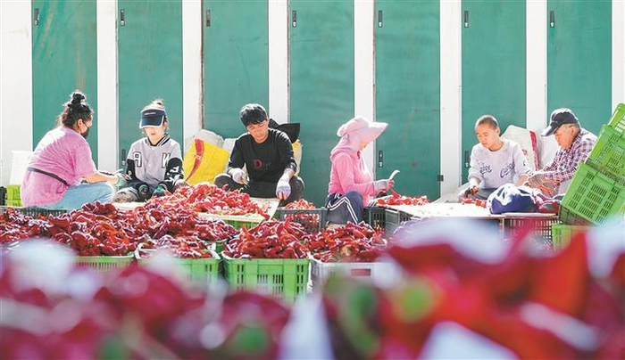     二师二十五团与博湖县本布图镇共建的蔬菜交易市场内，兵地职工群众在分拣蔬菜（资料图片）。    兵团日报常驻记者  魏承亿  摄