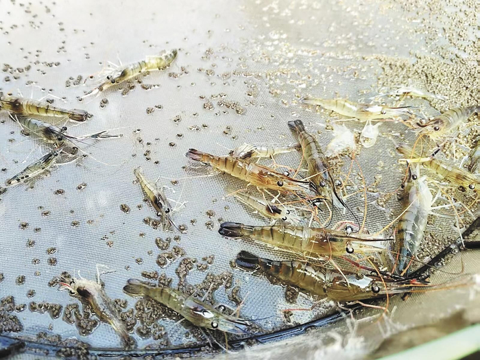 正在生长中的罗氏沼虾。