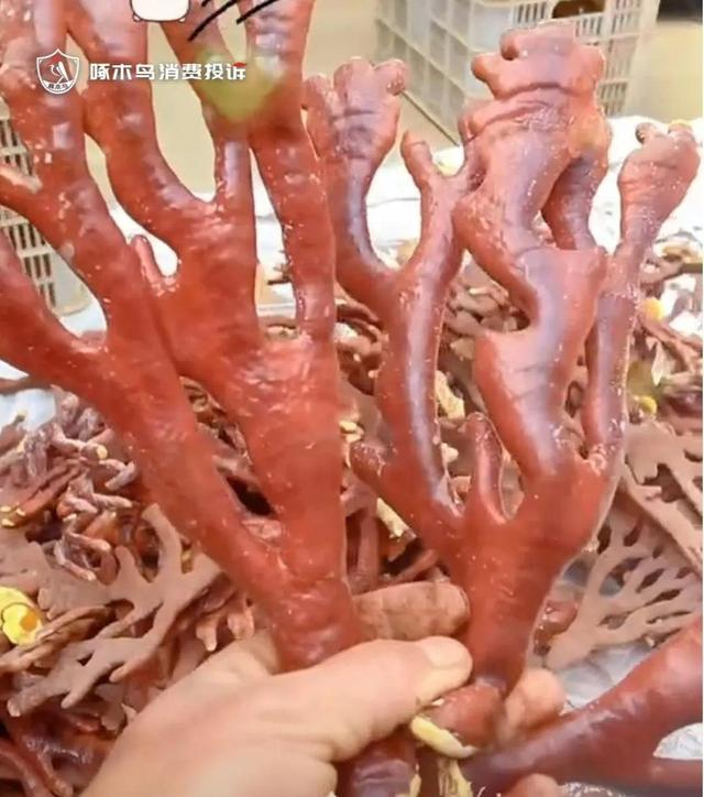 张先生所种植的鹿茸菌（央广网发 受访者供图）