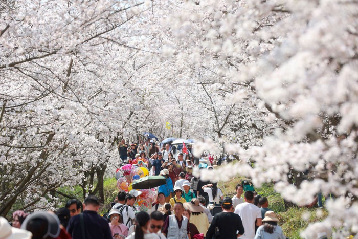 　　  3月25日，游客在贵州省贵安新区樱花园内赏花。新华社记者 刘续 摄