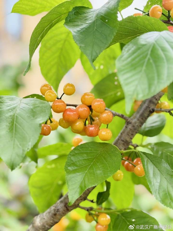 枝头小樱桃晶莹剔透，娇嫩欲滴。胡维佳 摄