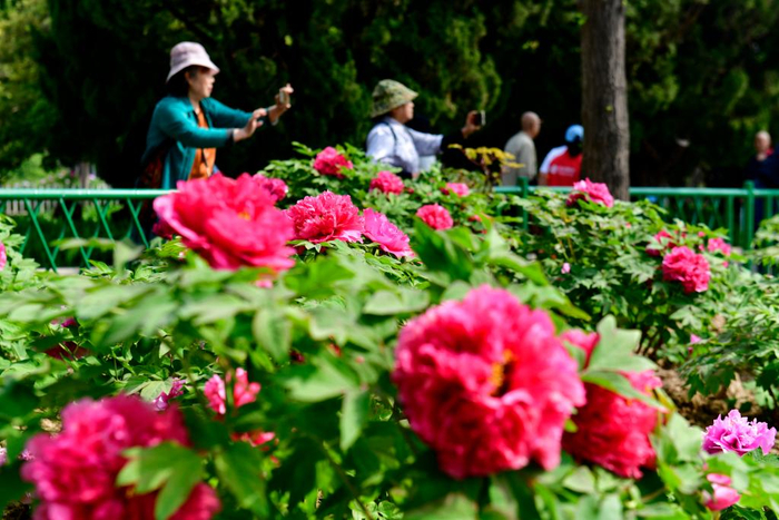  在菏泽市曹州牡丹园，盛开的牡丹吸引游客驻足欣赏。新华社记者郭绪雷 摄