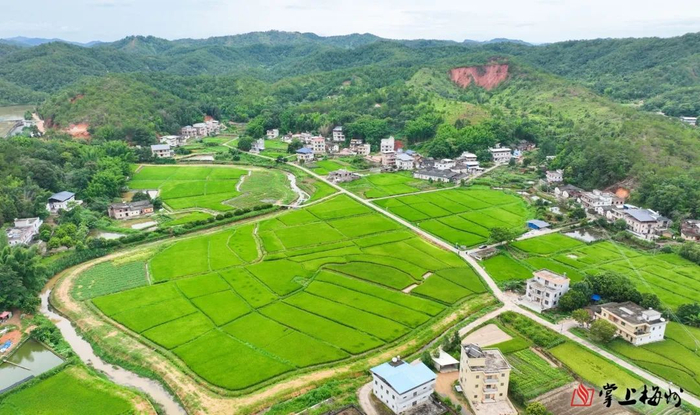 兴宁全市水稻种植面积中，丝苗米面积占比达34%。图为径南镇丝苗米种植基地。