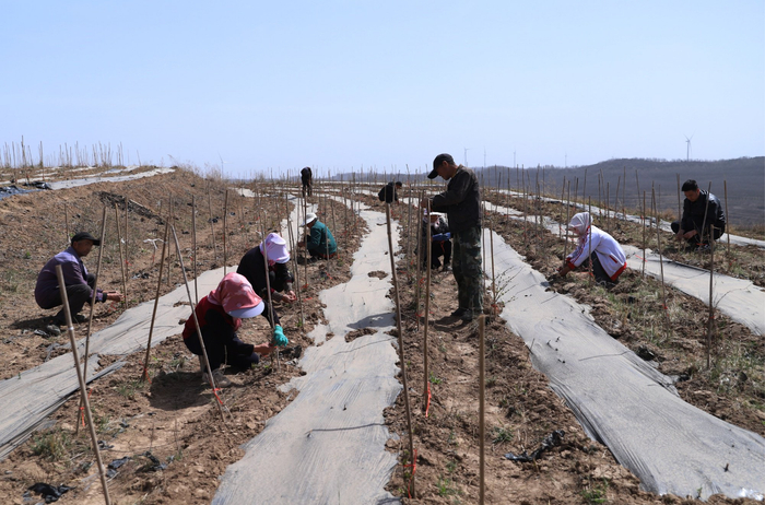　　农户们正在开展药材管护作业（清水县委宣传部供图）