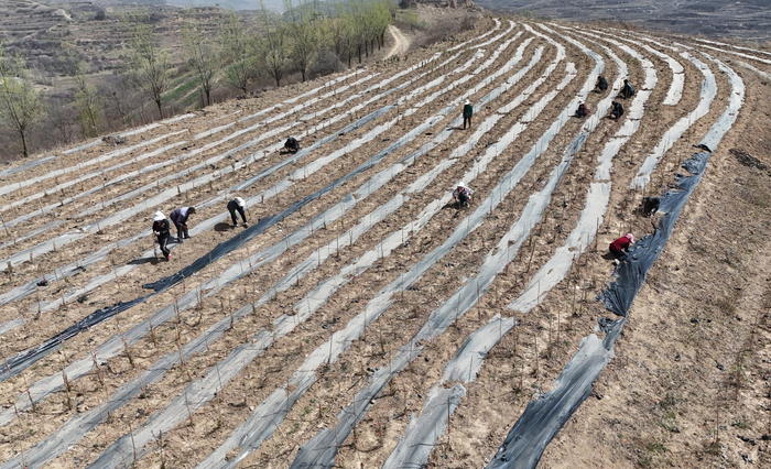 　　农户们正在开展药材管护作业（清水县委宣传部供图）
