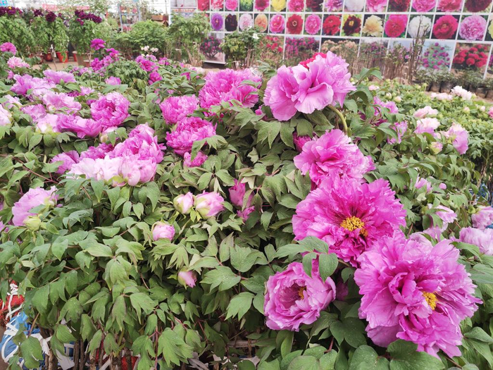   在菏泽市牡丹区的鲁西南花卉大市场，李海中的盆栽牡丹花开正盛。新华社记者刘铮 摄