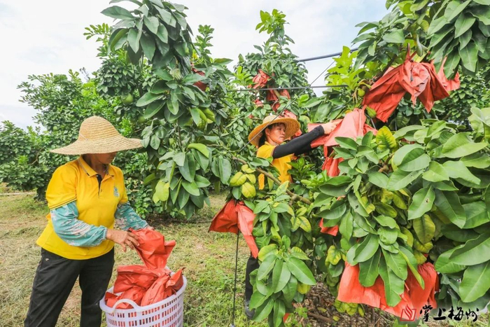 兴宁全市柚果种植面积约4.3万亩。图为位于水口镇的冠诚生态农业发展有限公司蜜柚园。