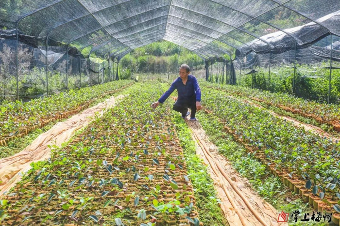 兴宁全市油茶种植面积达29.37万亩。图为位于黄陂镇甘专村的梅州市瑞丰源现代农业发展有限公司育苗基地。