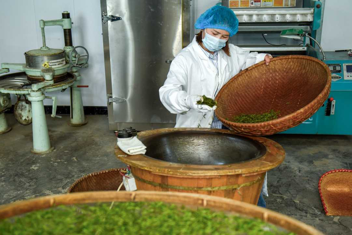 4月17日，河北省石家庄市灵寿县南营乡漫山村展翼茶叶专业合作社的制茶师在炒制茶叶。白云飞摄