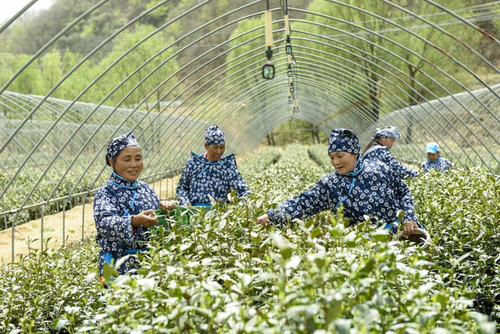 4月17日，河北省石家庄市灵寿县南营乡漫山村农民在茶园里采茶。白云飞摄