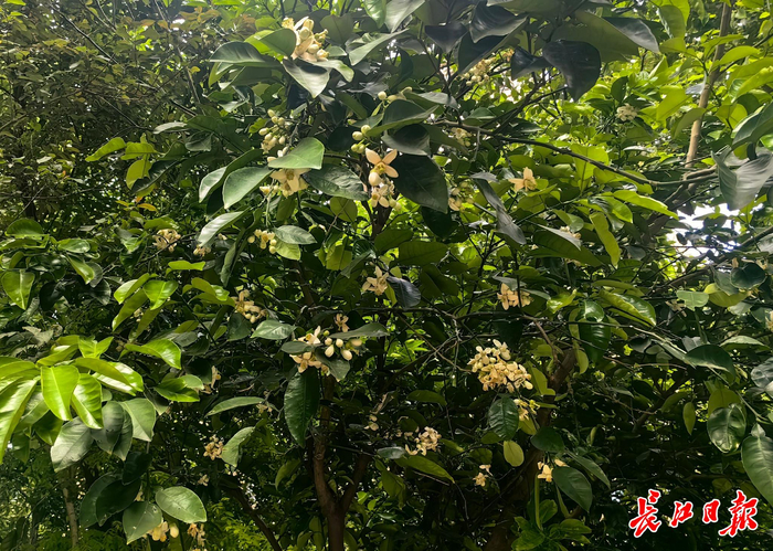 江岸区塔子湖一小区内的柚子花。长江日报记者 孙笑天 摄