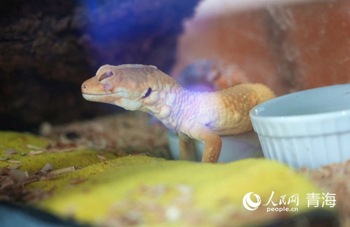 豹纹守宫也是学生们的小玩伴儿。人民网记者 杨启红摄