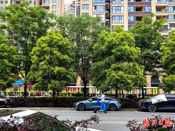 江岸区景秀街上的香樟行道树。长江日报记者 孙笑天 摄