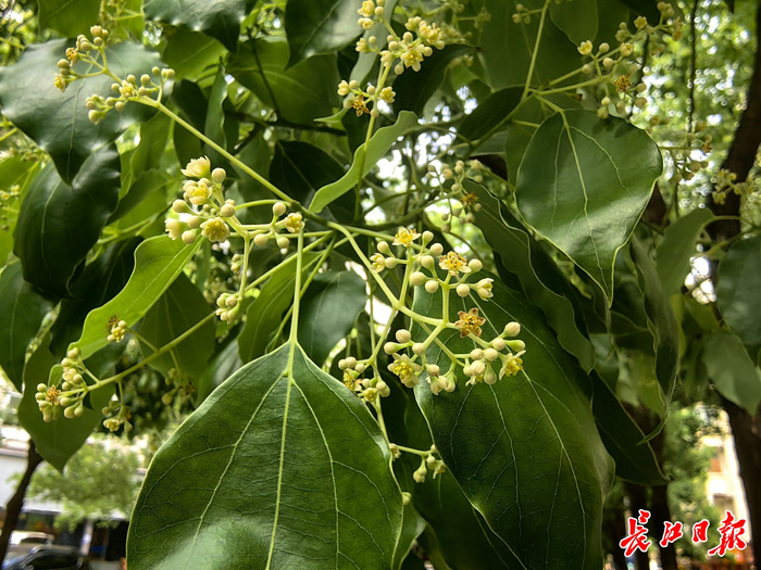 香樟树开花。长江日报记者 孙笑天 摄